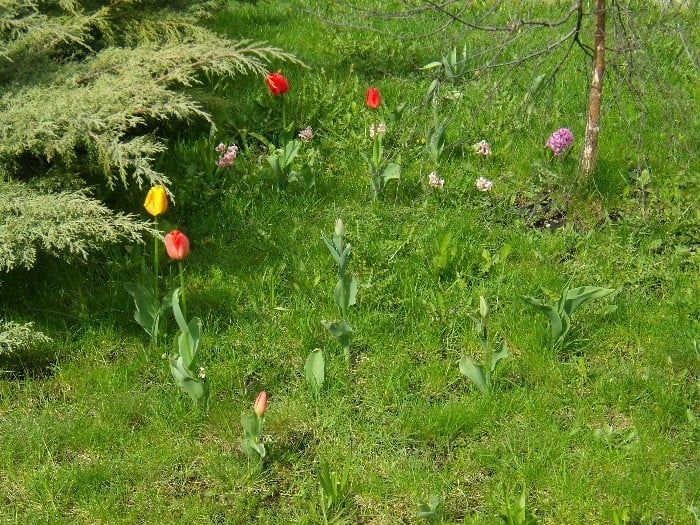 Ogródek przed MBP zielona trawa i kolorowe tulipany.