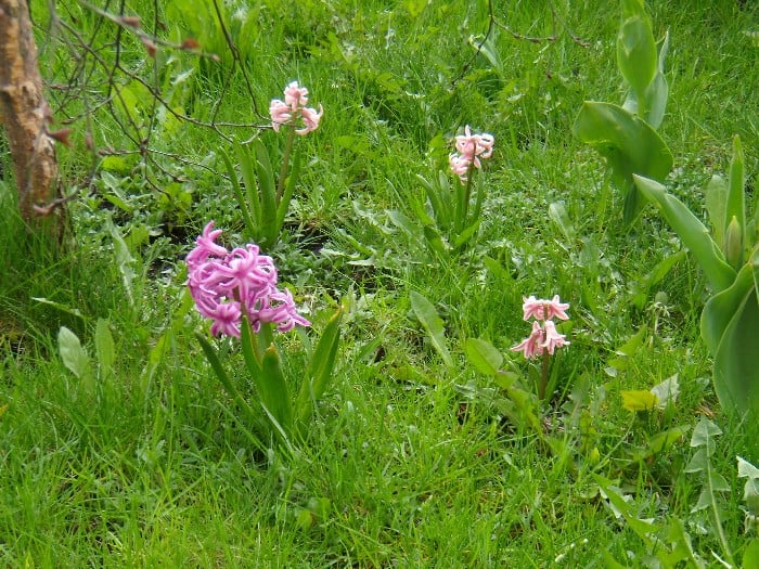 Ogródek przed MBP zielona trawa i kolorowe kwiaty.