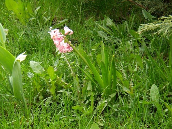 Ogródek przed MBP zielona trawa i kolorowe kwiaty.